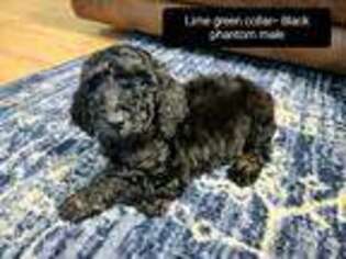 Mutt Puppy for sale in Burleson, TX, USA