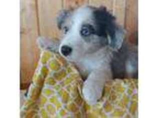 Mutt Puppy for sale in Alamosa, CO, USA