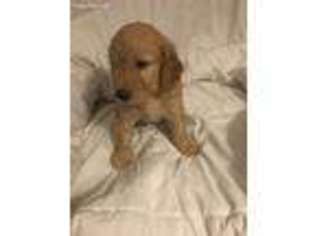 Goldendoodle Puppy for sale in Ellwood City, PA, USA