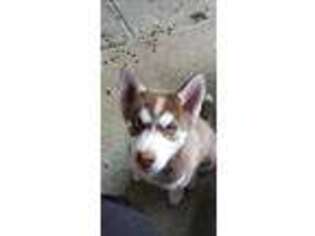 Siberian Husky Puppy for sale in Brookville, PA, USA