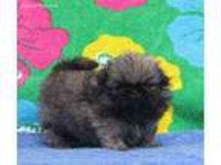 Pekingese Puppy for sale in Eugene, OR, USA