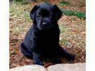 Labrador Retriever Puppy for sale in Williamston, SC, USA