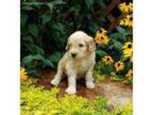 Goldendoodle Puppy for sale in Winchester, TN, USA