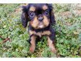 Cavalier King Charles Spaniel Puppy for sale in Charlotte, NC, USA