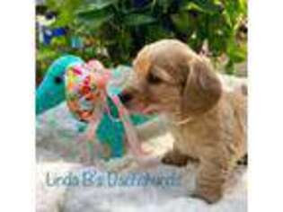 Dachshund Puppy for sale in Big Sandy, TX, USA