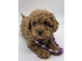Cavapoo Puppy for sale in Sawyer, OK, USA