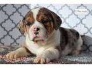Beabull Puppy for sale in Battle Creek, MI, USA