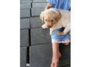 Labrador Retriever Puppy for sale in Bridgewater, ME, USA