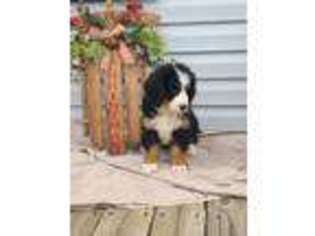Bernese Mountain Dog Puppy for sale in Rogersville, TN, USA
