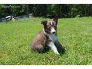 Shetland Sheepdog Puppy for sale in Sinclairville, NY, USA