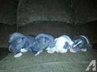 Mutt Puppy for sale in ANGLETON, TX, USA