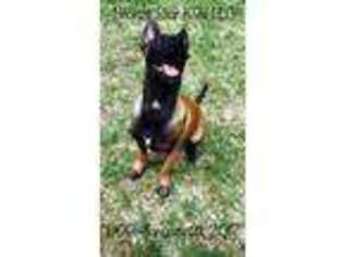 Belgian Malinois Puppy for sale in Crystal Springs, MS, USA