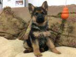 German Shepherd Dog Puppy for sale in Gap, PA, USA