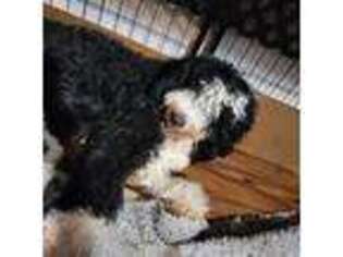 Mutt Puppy for sale in Finksburg, MD, USA