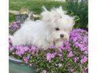 Maltese Puppy for sale in Taylorsville, NC, USA