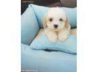 Cavachon Puppy for sale in Loogootee, IN, USA