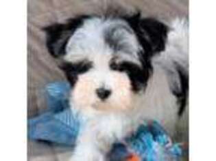 Mal-Shi Puppy for sale in Virginia Beach, VA, USA