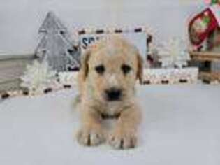 Labradoodle Puppy for sale in College Station, TX, USA