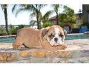 Bulldog Puppy for sale in Norco, CA, USA