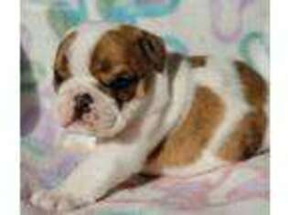 Bulldog Puppy for sale in Eagle Point, OR, USA