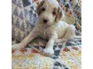 Goldendoodle Puppy for sale in Simla, CO, USA