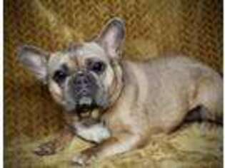 French Bulldog Puppy for sale in Johnstown, OH, USA