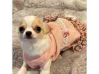 Chihuahua Puppy for sale in Stratford, CT, USA