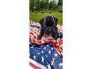 Boxer Puppy for sale in Rock Hill, SC, USA