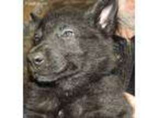 German Shepherd Dog Puppy for sale in Butternut, WI, USA