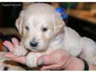 Goldendoodle Puppy for sale in Montpelier, VT, USA
