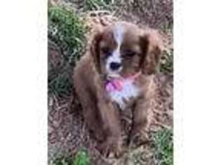 Cavalier King Charles Spaniel Puppy for sale in Fletcher, OK, USA
