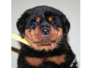 Rottweiler Puppy for sale in HOLTS SUMMIT, MO, USA