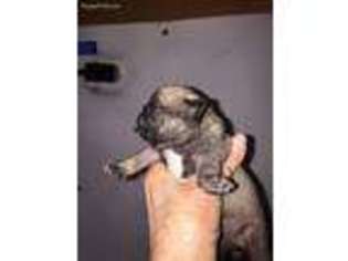 Pug Puppy for sale in Columbia, TN, USA
