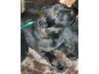 German Shepherd Dog Puppy for sale in Ararat, VA, USA