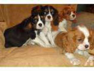 Cavalier King Charles Spaniel Puppy for sale in CLINTON, NC, USA