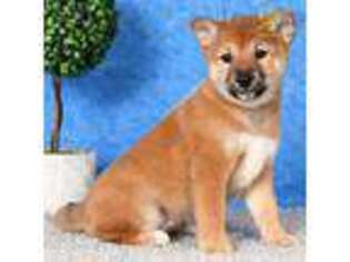 Shiba Inu Puppy for sale in San Antonio, TX, USA