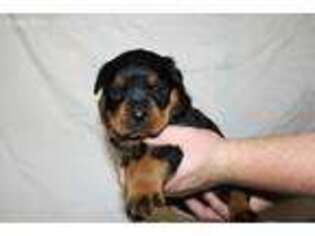 Rottweiler Puppy for sale in Knightstown, IN, USA