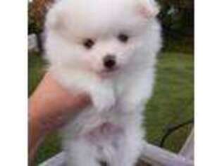 Pomeranian Puppy for sale in Kings Mountain, NC, USA