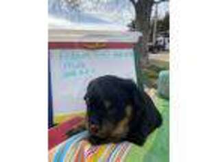 Rottweiler Puppy for sale in Fremont, NE, USA