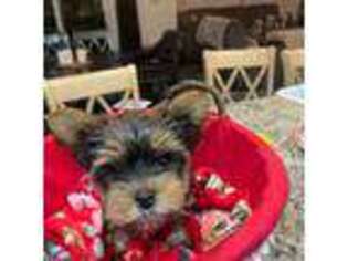 Yorkshire Terrier Puppy for sale in Kuna, ID, USA