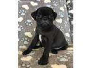 Pug Puppy for sale in Clements, MD, USA