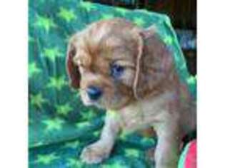 Cavalier King Charles Spaniel Puppy for sale in Greenleaf, WI, USA
