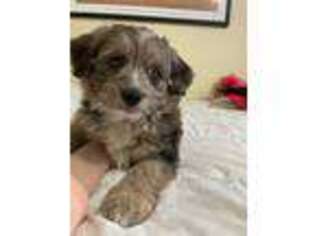 Mutt Puppy for sale in Hewlett, NY, USA
