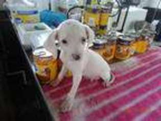 Dalmatian Puppy for sale in Sale City, GA, USA