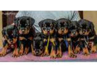 Rottweiler Puppy for sale in Greensboro, NC, USA