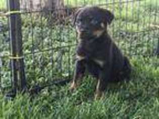 Rottweiler Puppy for sale in Walnut, IL, USA