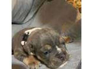 Olde English Bulldogge Puppy for sale in Middletown, DE, USA