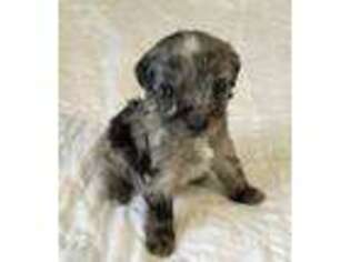 Mutt Puppy for sale in Albertville, AL, USA