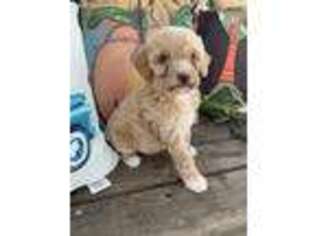 Goldendoodle Puppy for sale in Texarkana, AR, USA