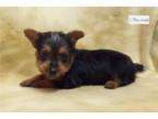 Silky Terrier Puppy for sale in Kansas City, MO, USA
